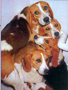 Doux, affecteux, prolifre, le beagle est un matriel de laboratoire idal